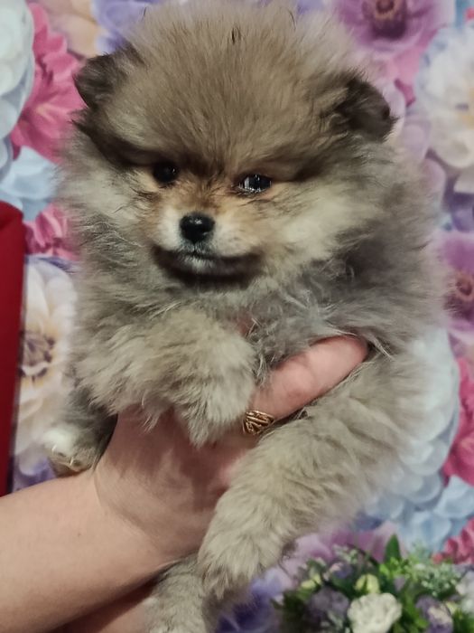 Померанський шпіц