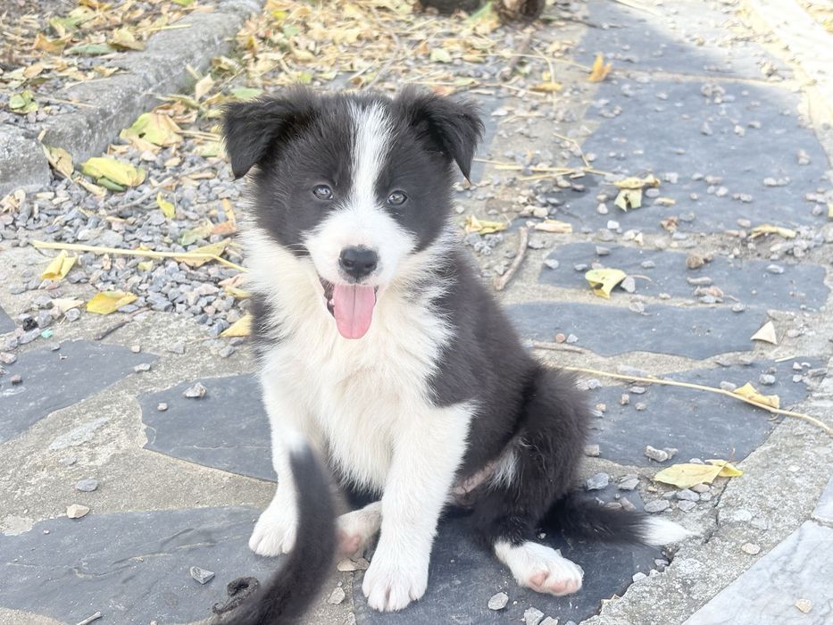 Border collie femea