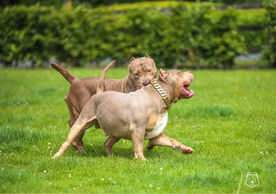 American Bully XL