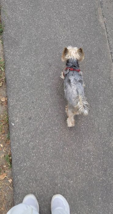 Вигул собак Дресирування Зооняня Кінолог Оболонь Мінська Київ