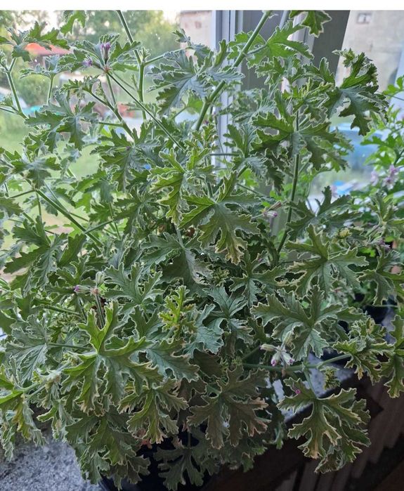 Geranium o zapachu miety botaniczna nazwa Plargonium graveolens 'Lady Plymouth'