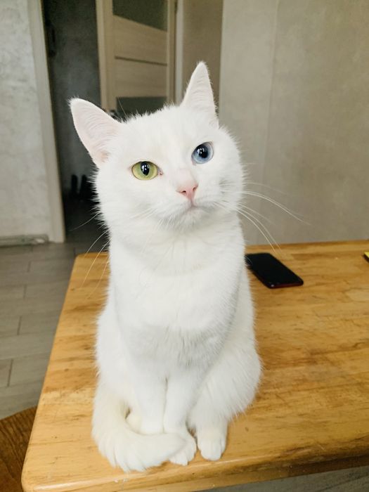 Біла кішка шукає кота