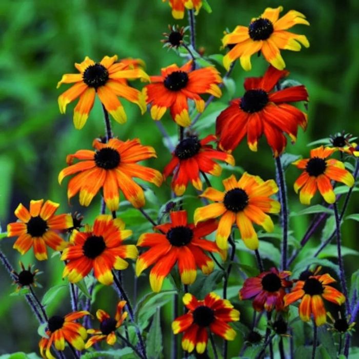 Rudbekia prairie glow sadzonka w doniczce P9 pomarańczowa bylina do ogrodu. Możliwa Wysyłka