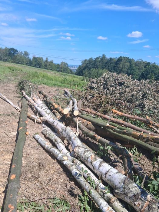 Wycinka drzew usługi w raz za pozyskany materiał