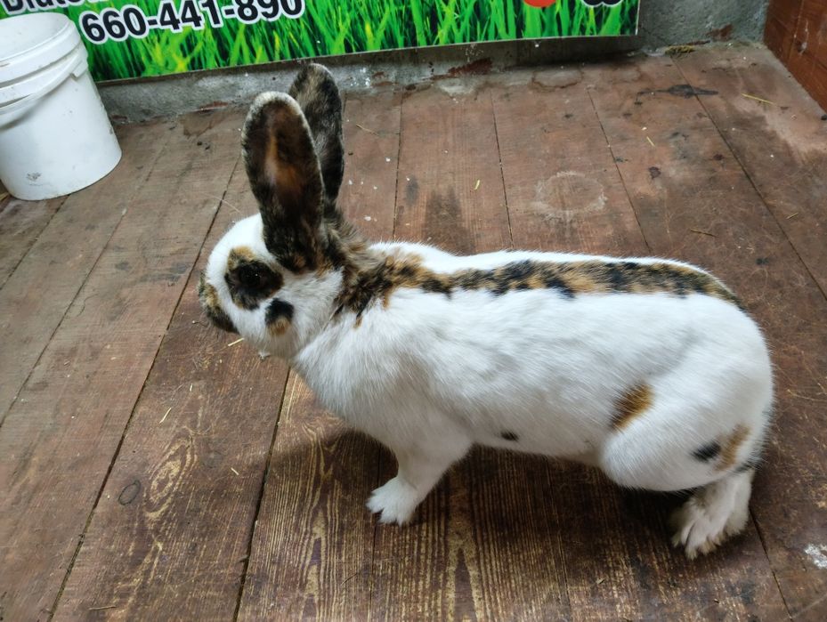 Srokacz reński ,samiec samice królik króliki