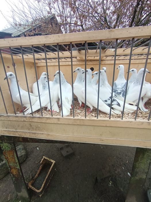 Jasne wyloty i z białym