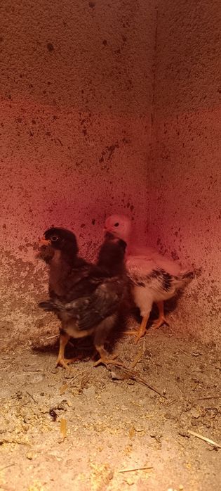 Ovos Galados Marans (Ovos de chocolate) x Pedrês
