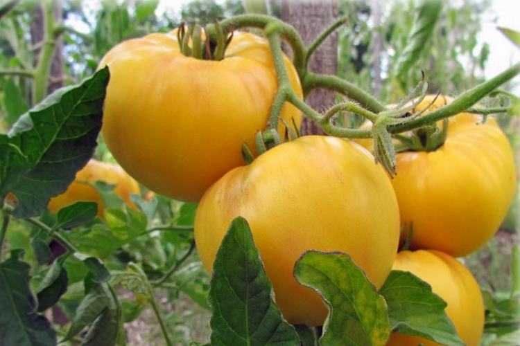 Помидоры семена домашние