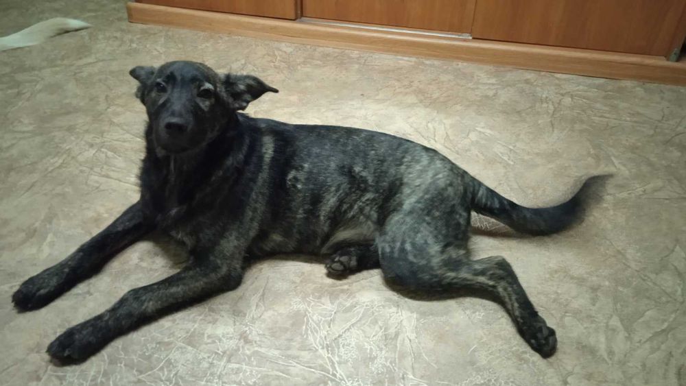 Цуценя в добрі руки