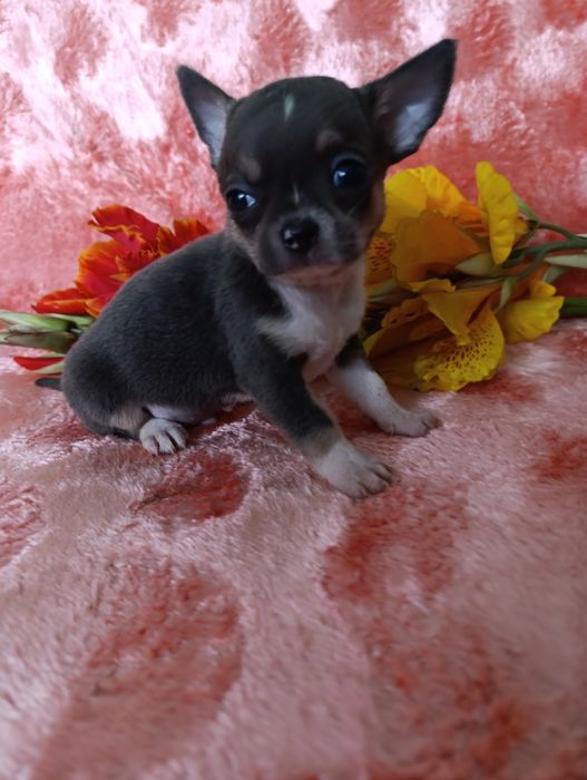 Хлопчина вишуканого блакитного окрасутний