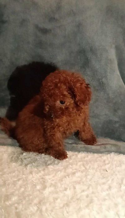 Дуже крихітний хлопчик той пуделя. Міні - міні