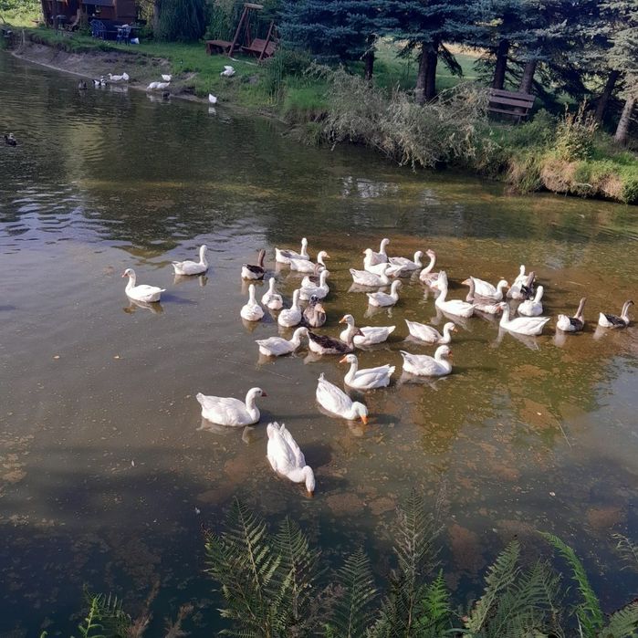 Gęsi białe i garbanose mlode z jajkiem legowym