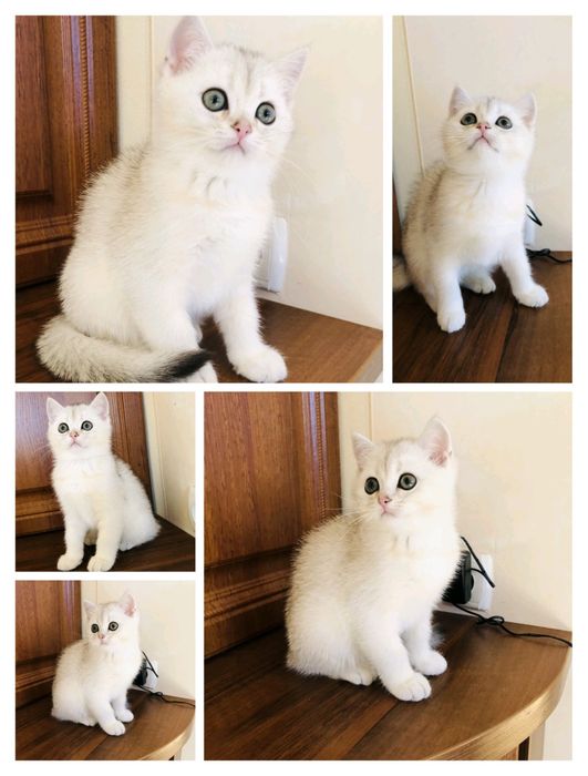 Шотландские чистокровные котята, Серебристая шиншилла
