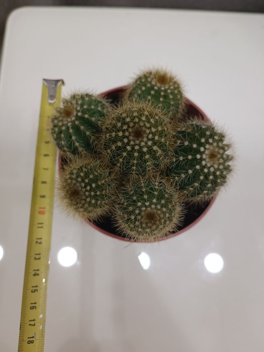 Кактус, кущові кактуси