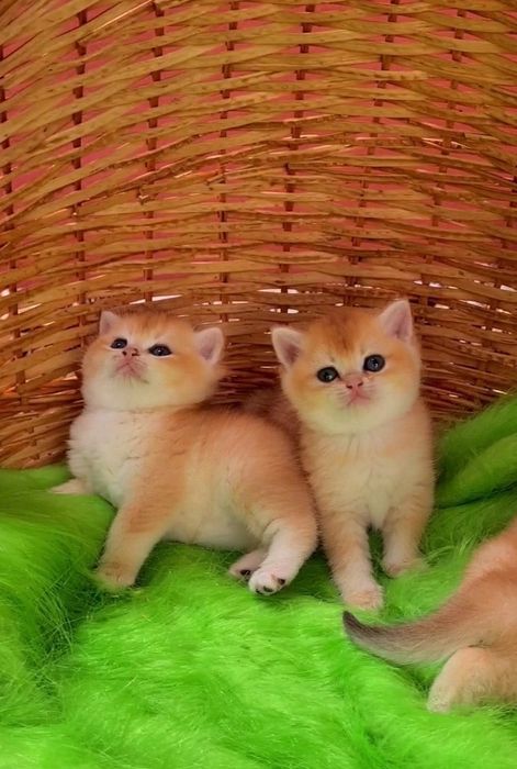 Вислоухие и Прямоухие Мальчики и Девочка