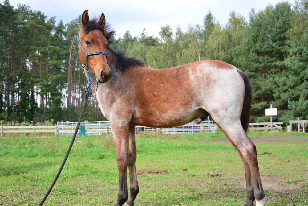 APH, AQH DERESZOWATY, Odsadek, Źrebak, koń, 3/4 AQH, quarter horse