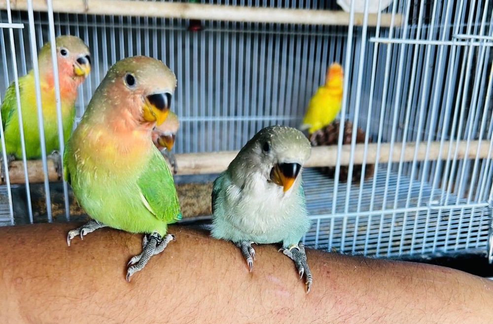 Agapórnis Kakarikis caturras Piriquitos ingleses para acabar de criar