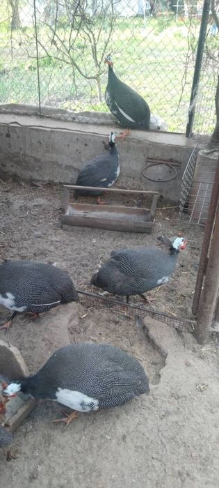 Цесарки Гнідин Продам