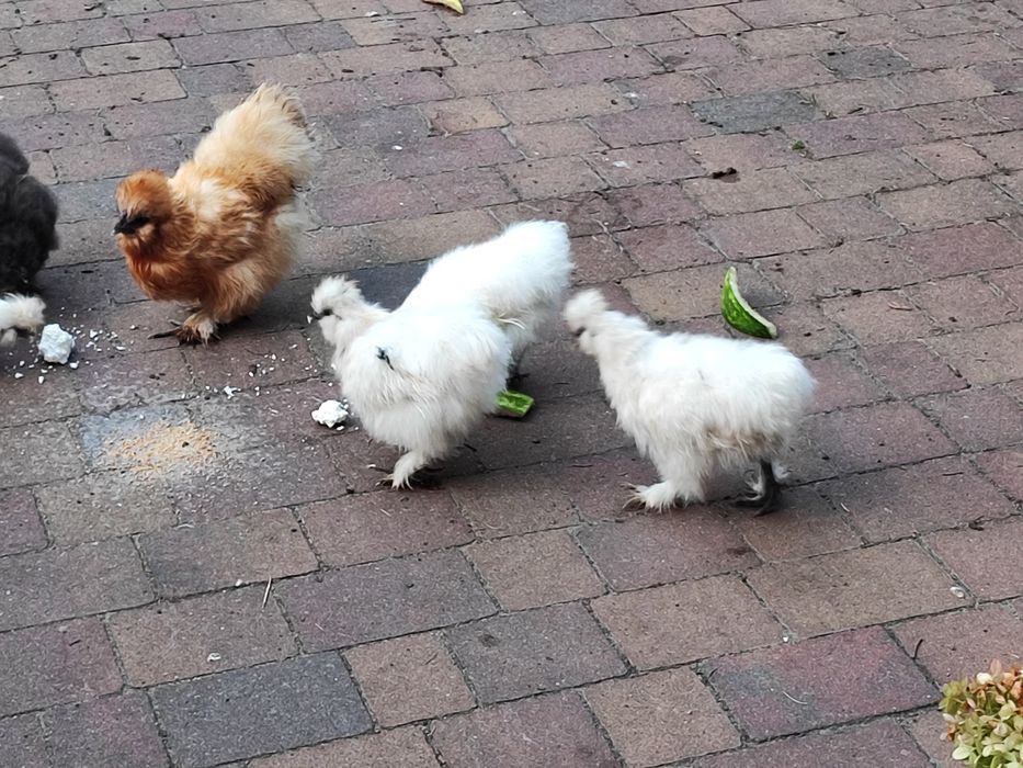 Silka silki kogut kogucik