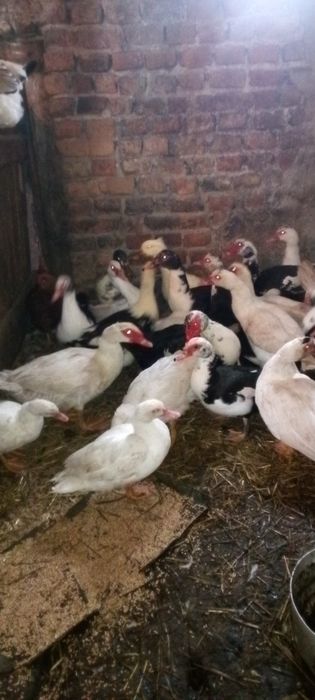 Продам качки 5 штук -1000 грн.