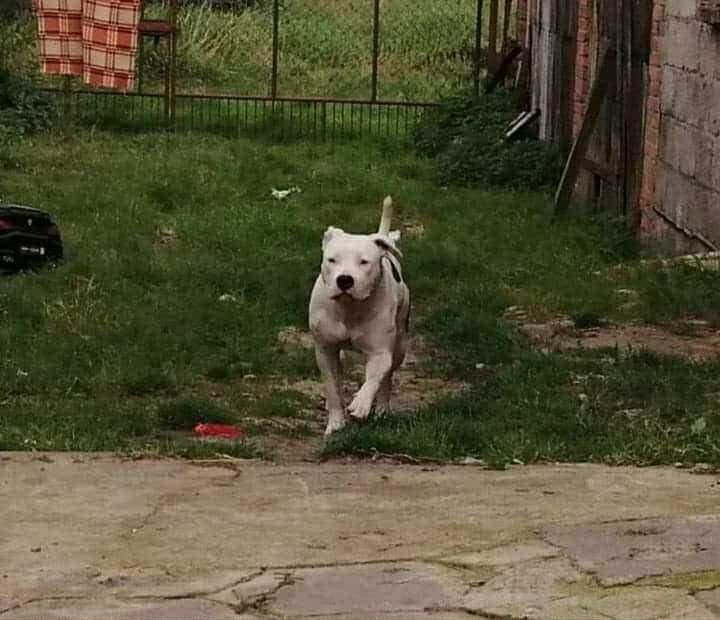 ROKSI pies amstaff suczka adopcja