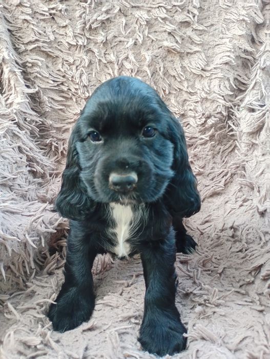 Sunia Cocker Spaniel Angielski