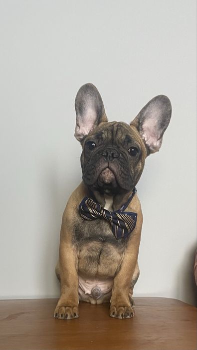 Французькі бульдог. Доставим!