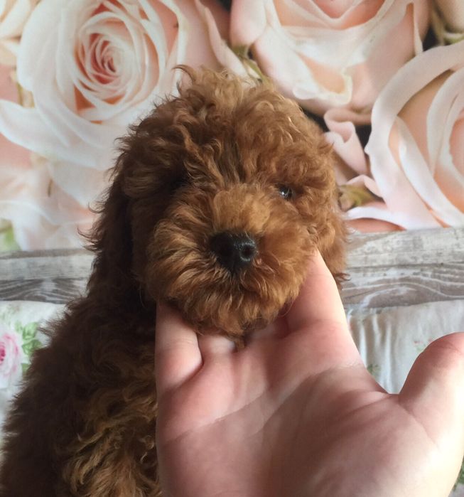 Шикарные денки мальтипу ф2 и ф1 цены вас порадуют