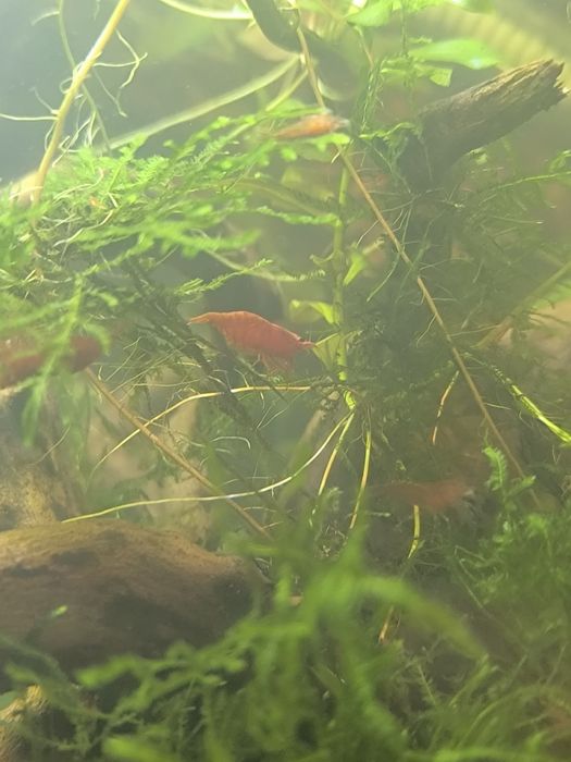 Camarões Red Cherry Neocaridina — Fortes, Saudáveis e de Cor Viva!