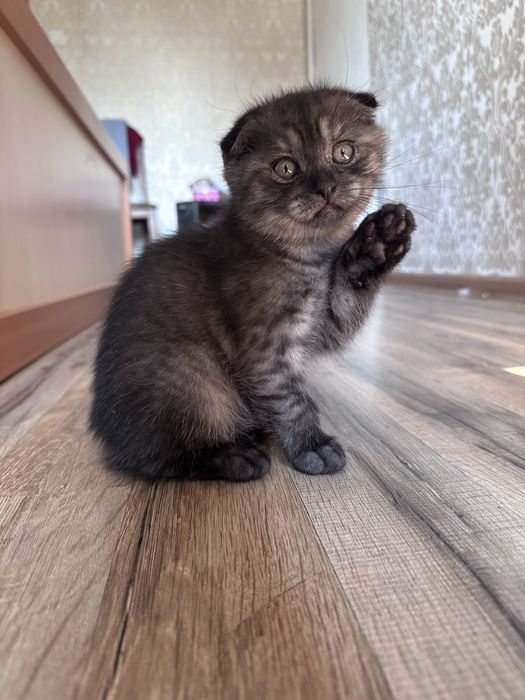 Шотландець хлопчик фолд