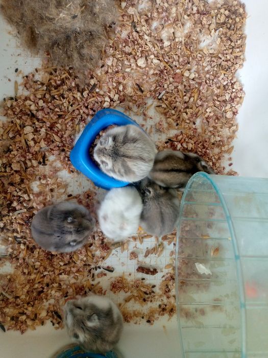 Джунгарик Кременчуг