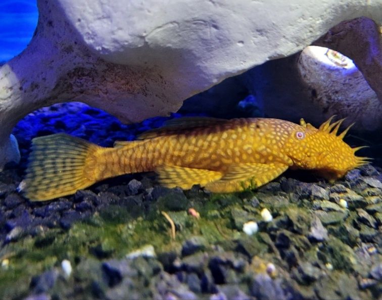 Ancistro amarelo.