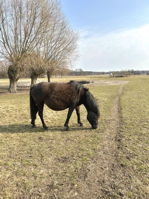 Klacz huculska | pełne pochodzenie