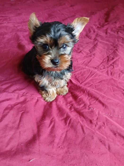 Yorkshire terrier macho