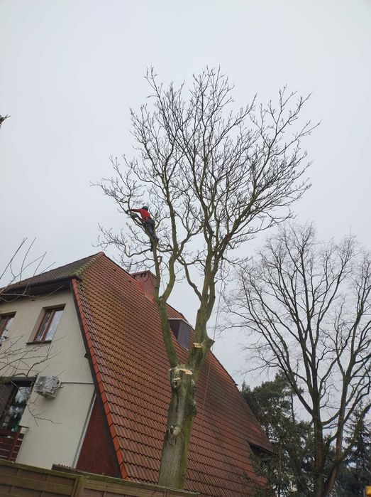 Wycinka Drzew z Wywozem Gałęzi