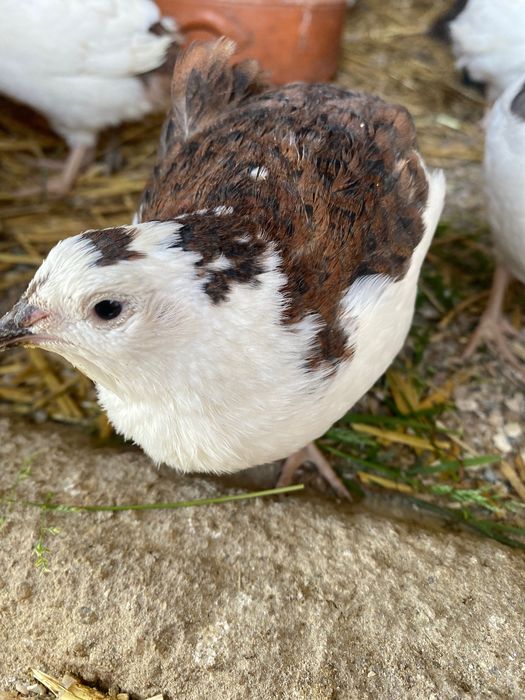 Ovos de codorniz