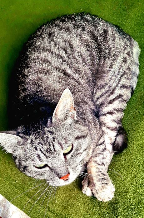 Зеленоока киця Попелюшка у пошуках своєї казки!