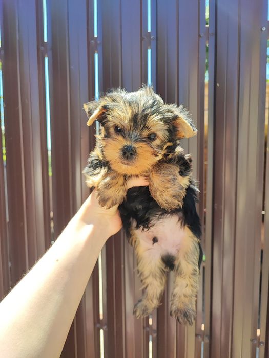 Масiк Йорик Одеський