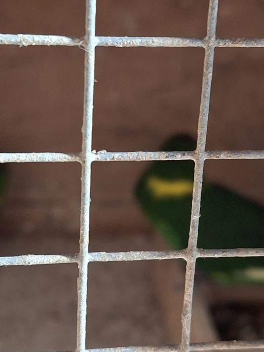 Sprzedam ptaki ozdobne