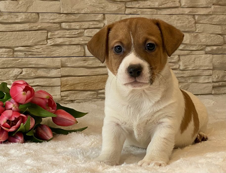 Chłopiec Bursztyn Jack Russell Terrier