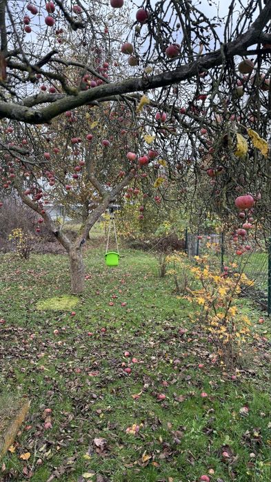 Działka ROD ul. Kasprzaka w Gorzowie