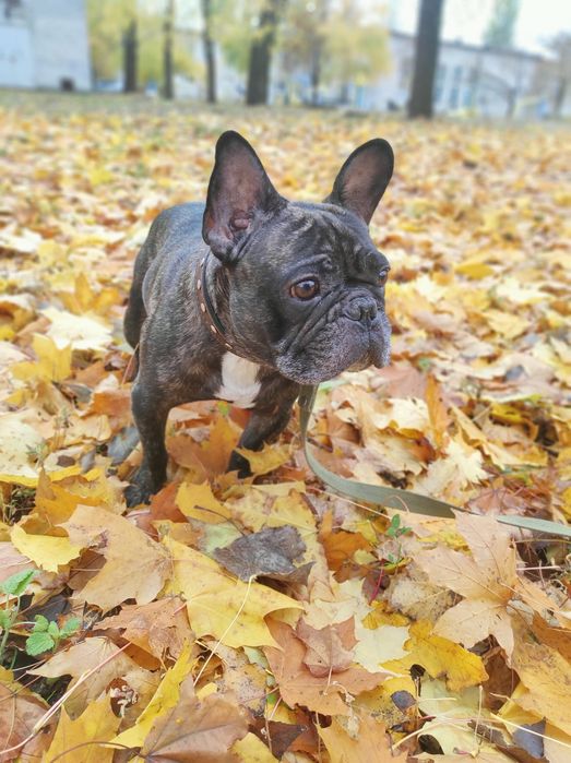 Французский бульдог вязка
