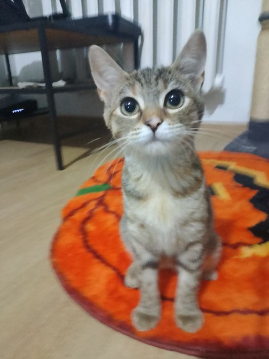 Młoda kotka do adopcji