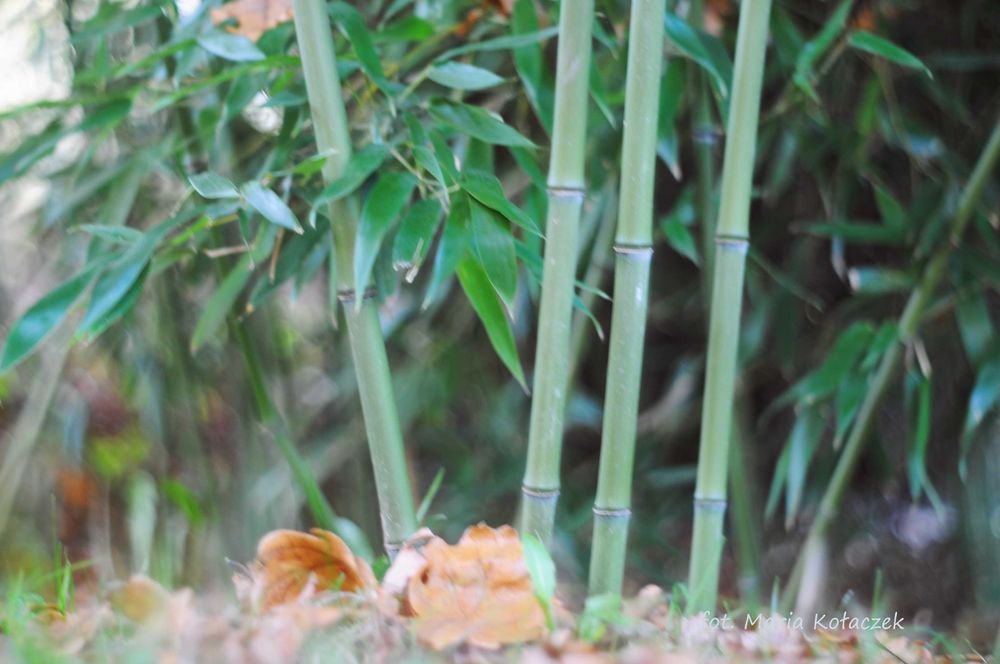 Bambus Bisetta mrozoodporny