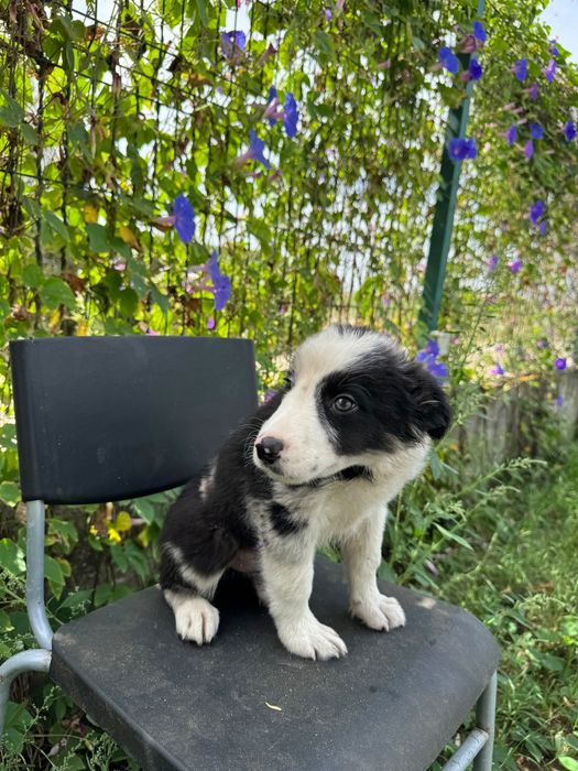 Menino Border Collie Super Giro