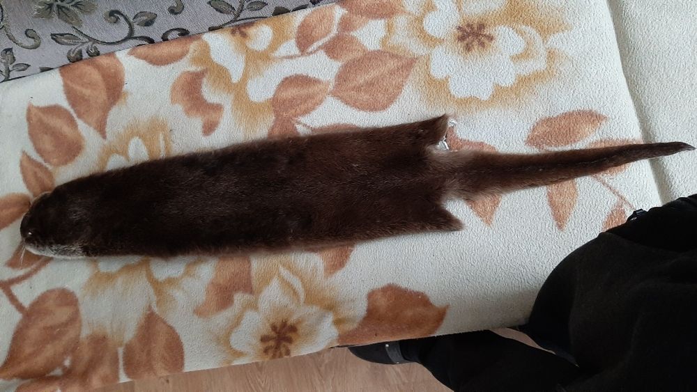 Продам шкурку видри