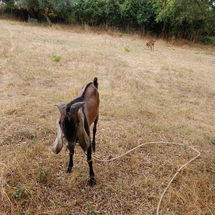 Vendo chibo anglonubiano puro
