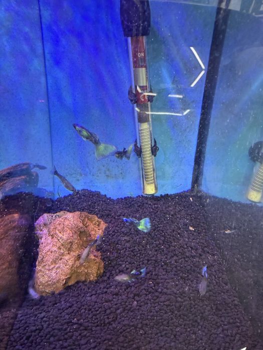 Guppies moscow green