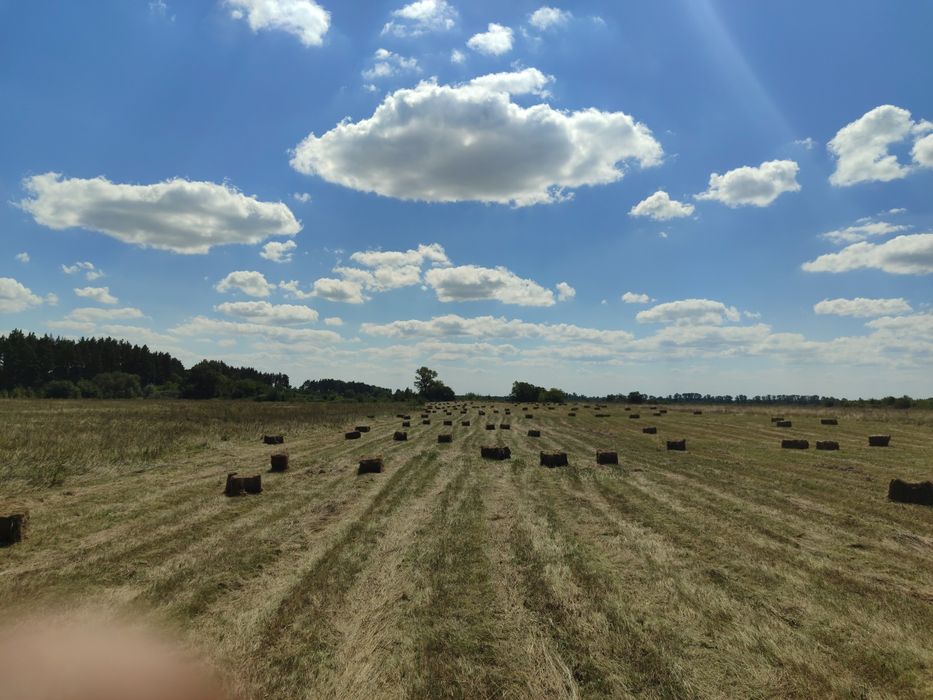 Продам сіно сено тюки 20кг  доставка