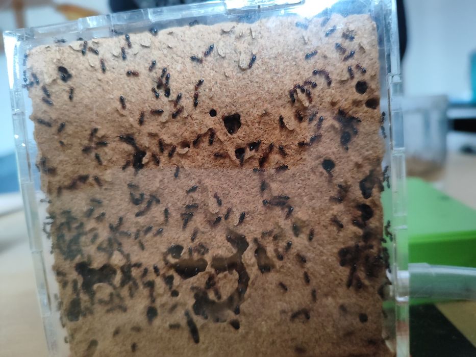 Crematogaster scutellaris w1000+ 1q